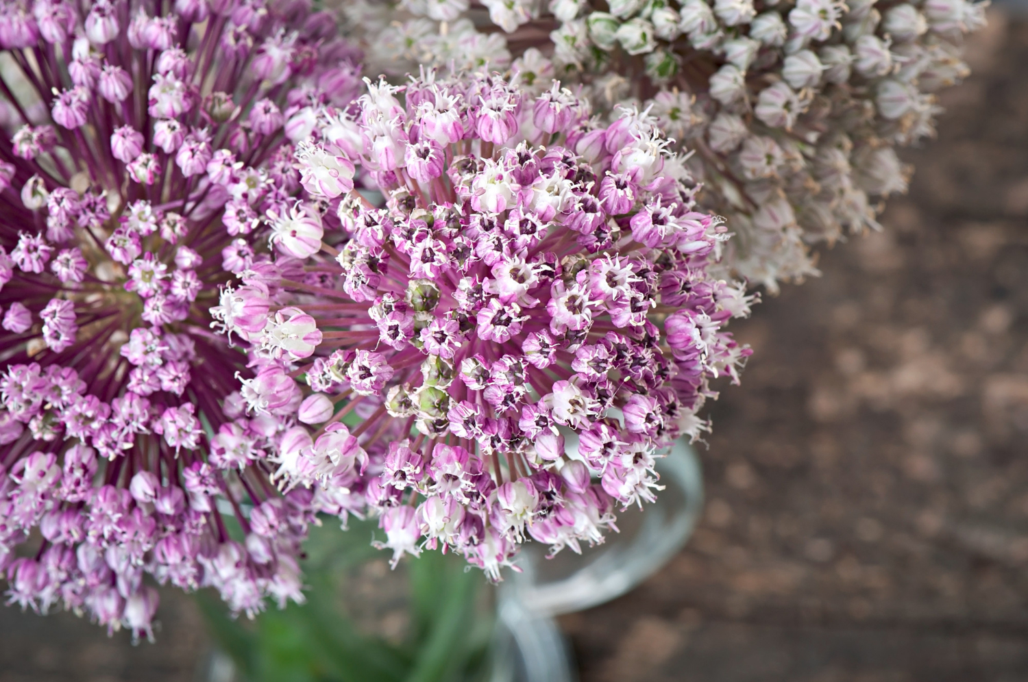 Plantar Valeriana - Freepik