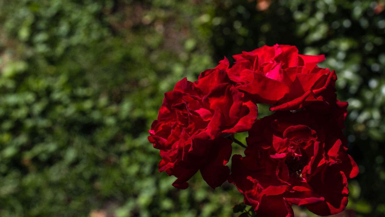 Plantar Rosas - Créditos: depositphotos.com / HayDmitriy
