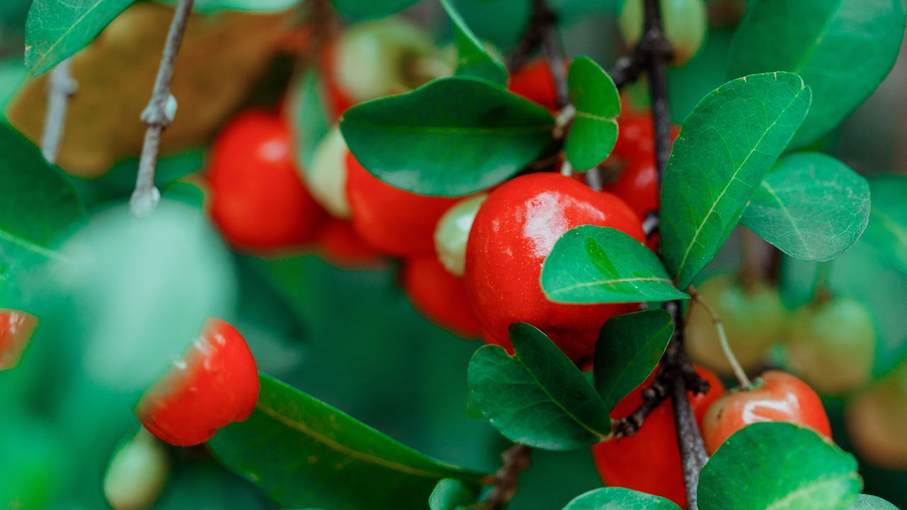 Como Fazer sua Acerola Crescer Melhor e Render Mais na Horta