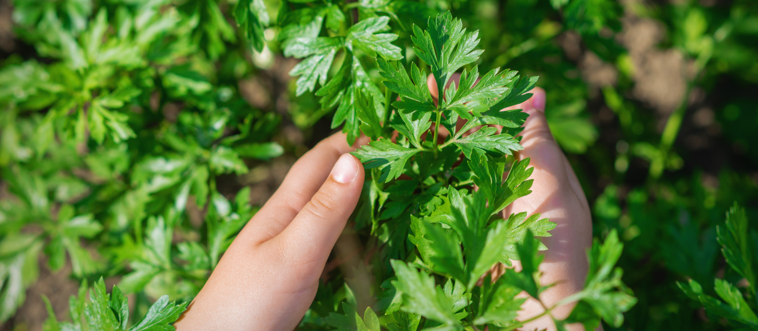 Plantar Salsinha - Freepik