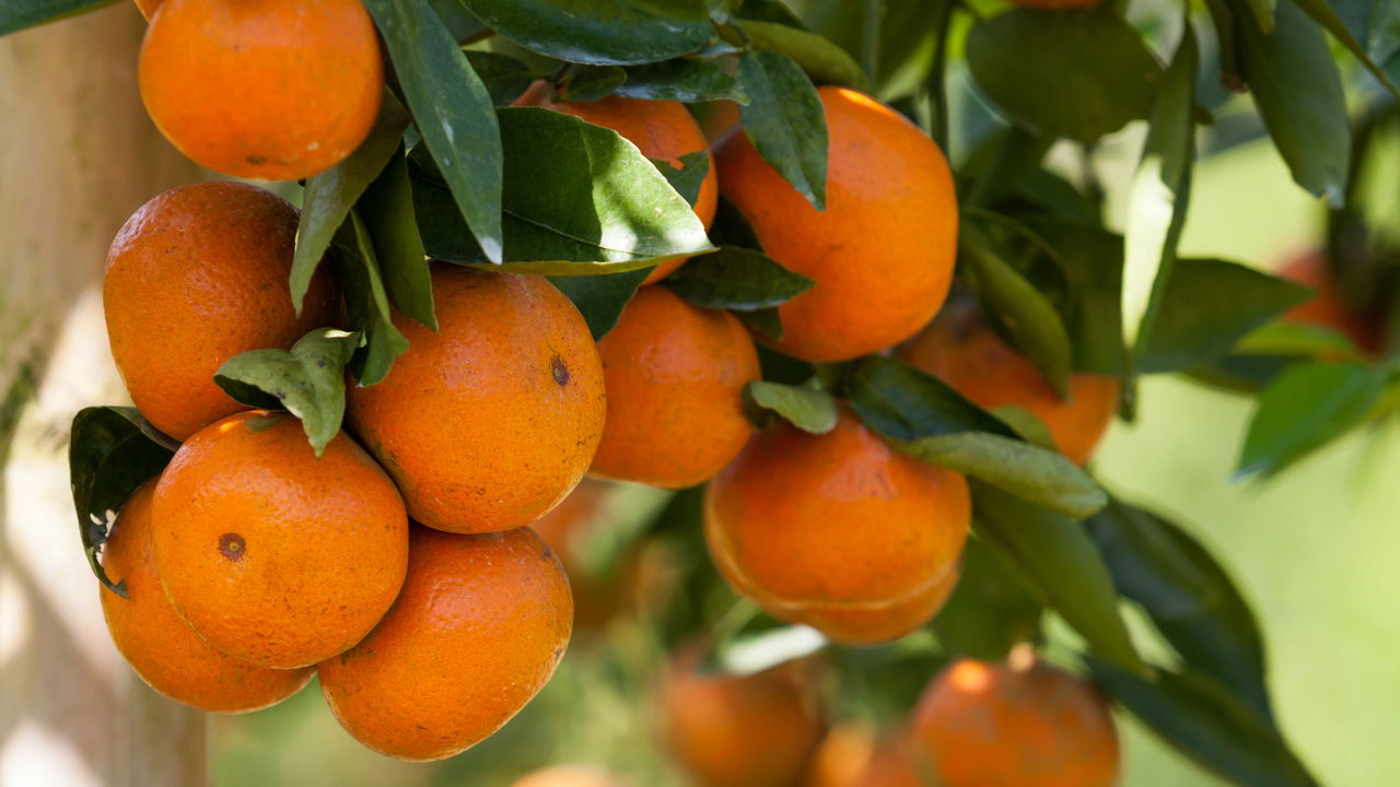 Plantar Laranja - Créditos: depositphotos.com / sripfoto