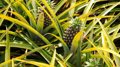 Plantar Abacaxi - Freepik