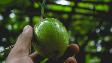 Plantar Maracujá - Freepik