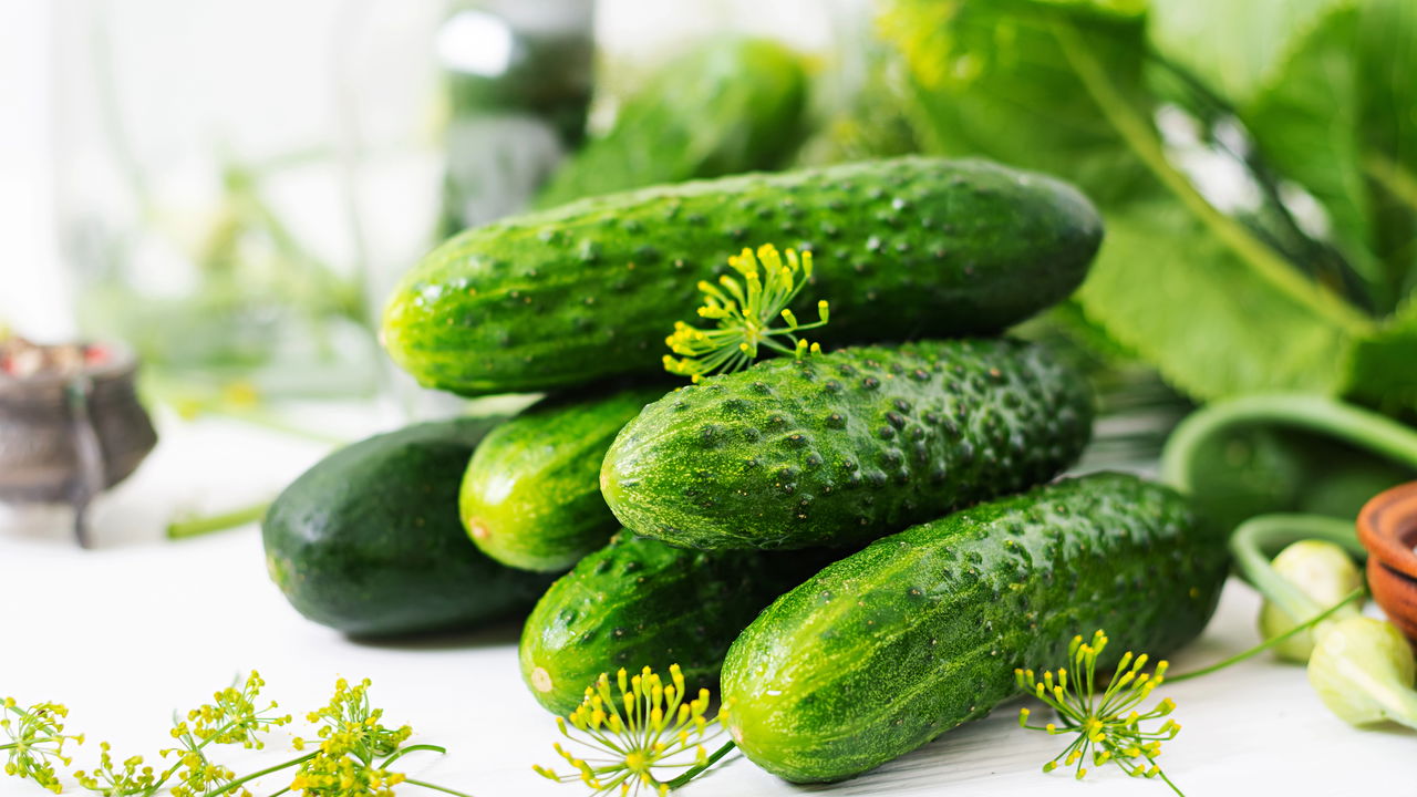 Plantar Pepino - Créditos: depositphotos.com / kzwwsko