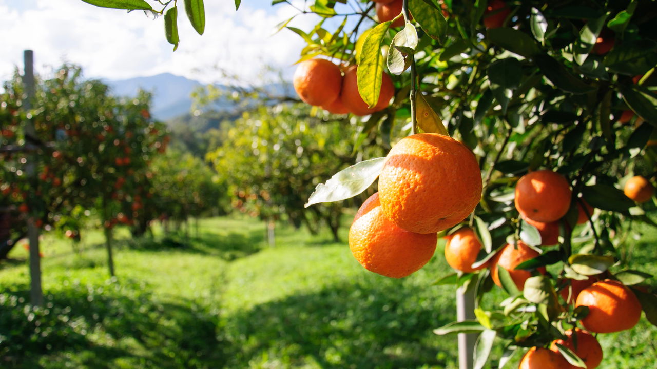 Como plantar Laranja em casa e colher frutas suculentas
