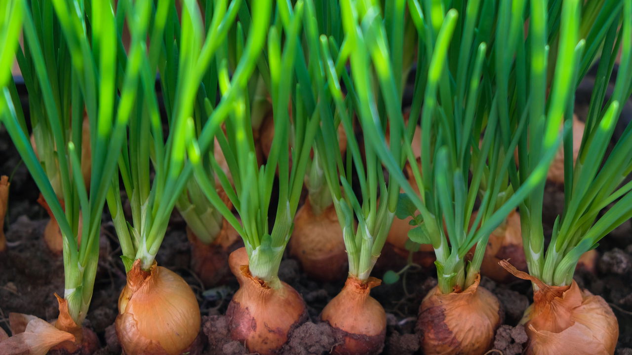 Como Cultivar Cebola e Ter um Temperinho Natural Sempre à Mão