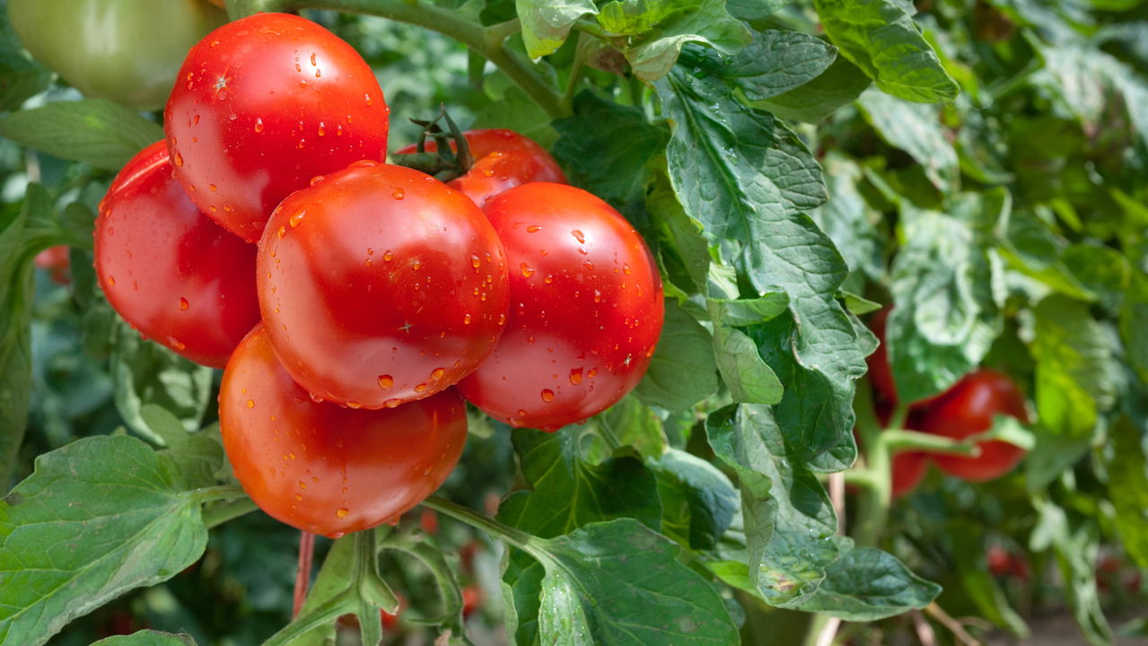 Como Plantar Tomate - Créditos: depositphotos.com / fotokostic