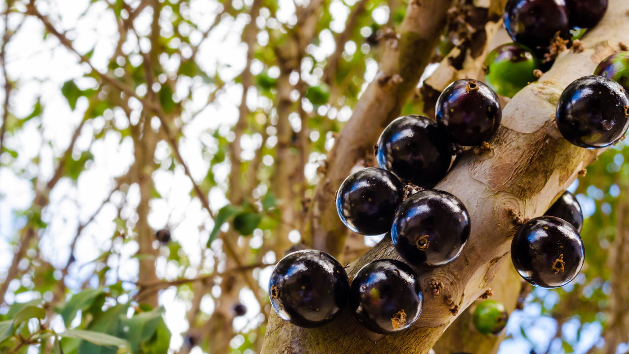 O Segredo para Jabuticabeiras Sempre Produtivas e Saudáveis