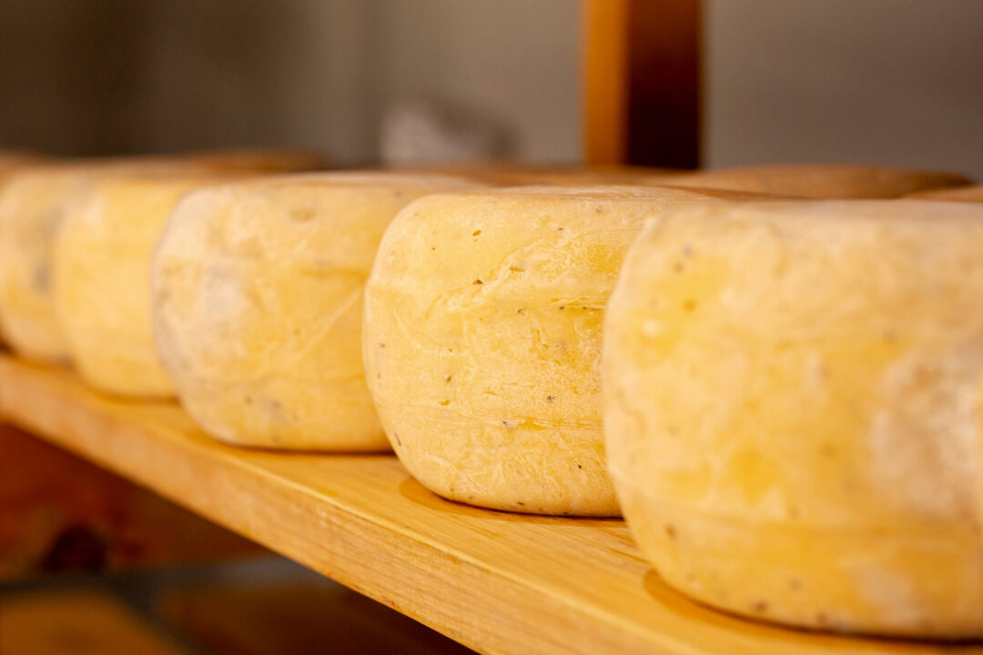 Queijo com Leite de Vaca Feito em Casa com Sabor de Roça
