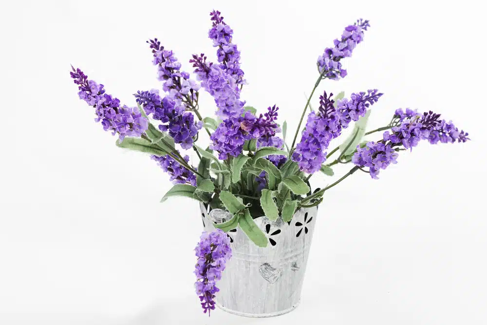 Cheirinho deliciosa de Lavanda Veja Como Plantar em casa