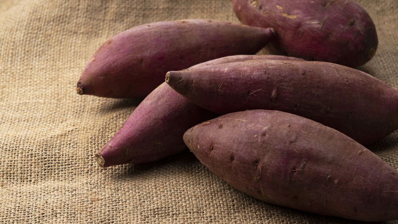 Dicas Práticas para Plantar Batata Doce e Garantir uma Colheita Farta