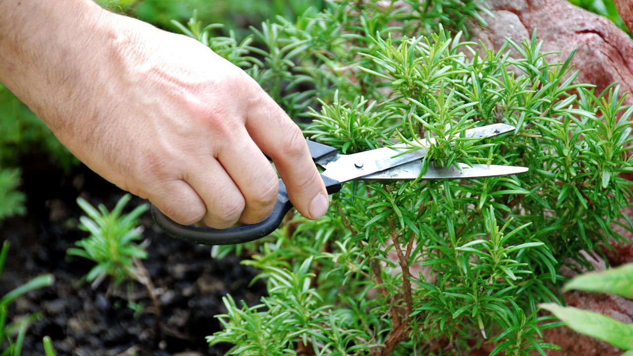 Dicas Infalíveis para Plantar Alecrim e Ter uma Horta Sempre Verde