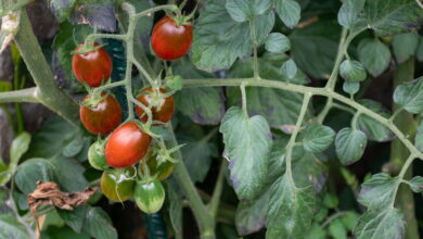 Plantar Tomate Cereja - Créditos: depositphotos.com / AndrewLozovyi