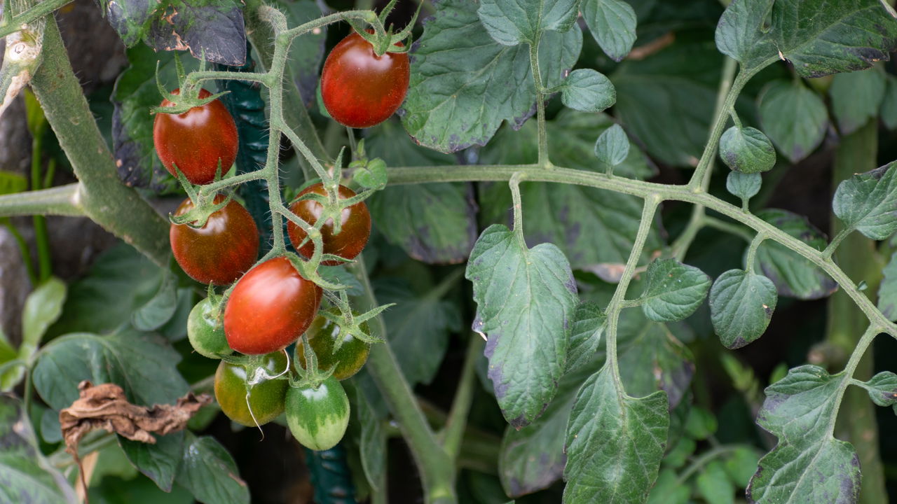 Plantar Tomate Cereja - Créditos: depositphotos.com / AndrewLozovyi