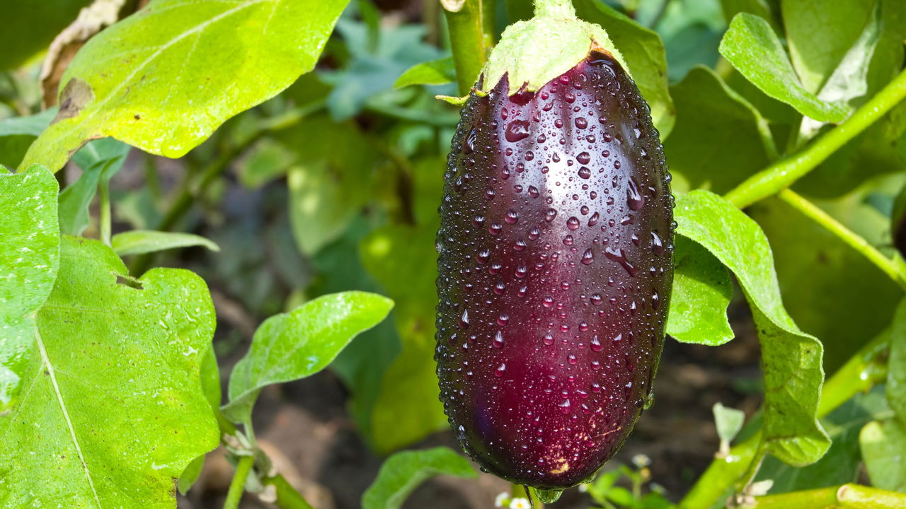 Como Plantar Berinjela e Ter uma Colheita Sempre Farta