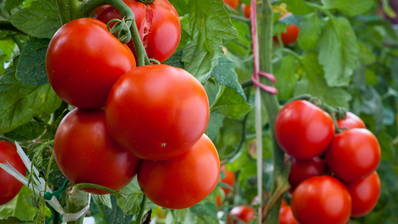 Como Plantar Tomate - Créditos: depositphotos.com / fotokostic