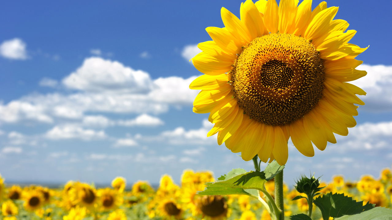 Dicas Práticas para Plantar Girassol e Ter um Jardim Encantador
