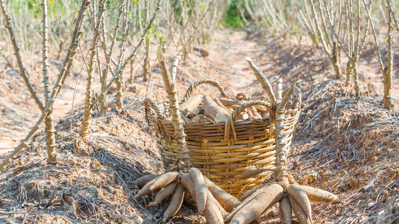 Passo a Passo para Plantar Mandioca Saudável e Natural em Casa