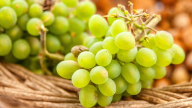 Dicas Práticas para Plantar Uva Verde e Ter uma Colheita Saborosa