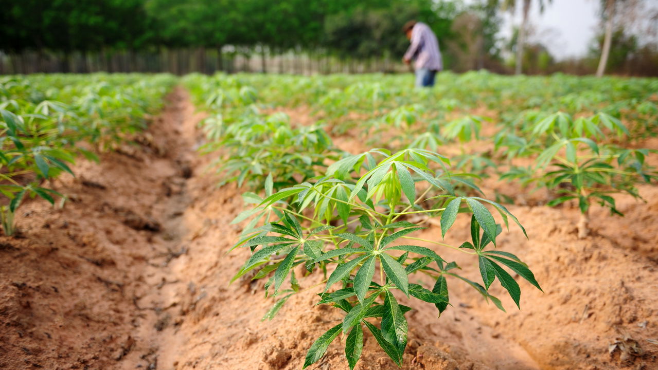 O Segredo para Plantar Mandioca e Ter Raízes Sempre Grandes
