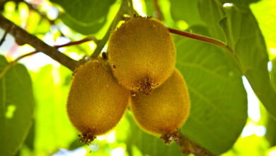 Como Plantar Kiwi em Casa e Ter Frutas Sempre ao Alcance
