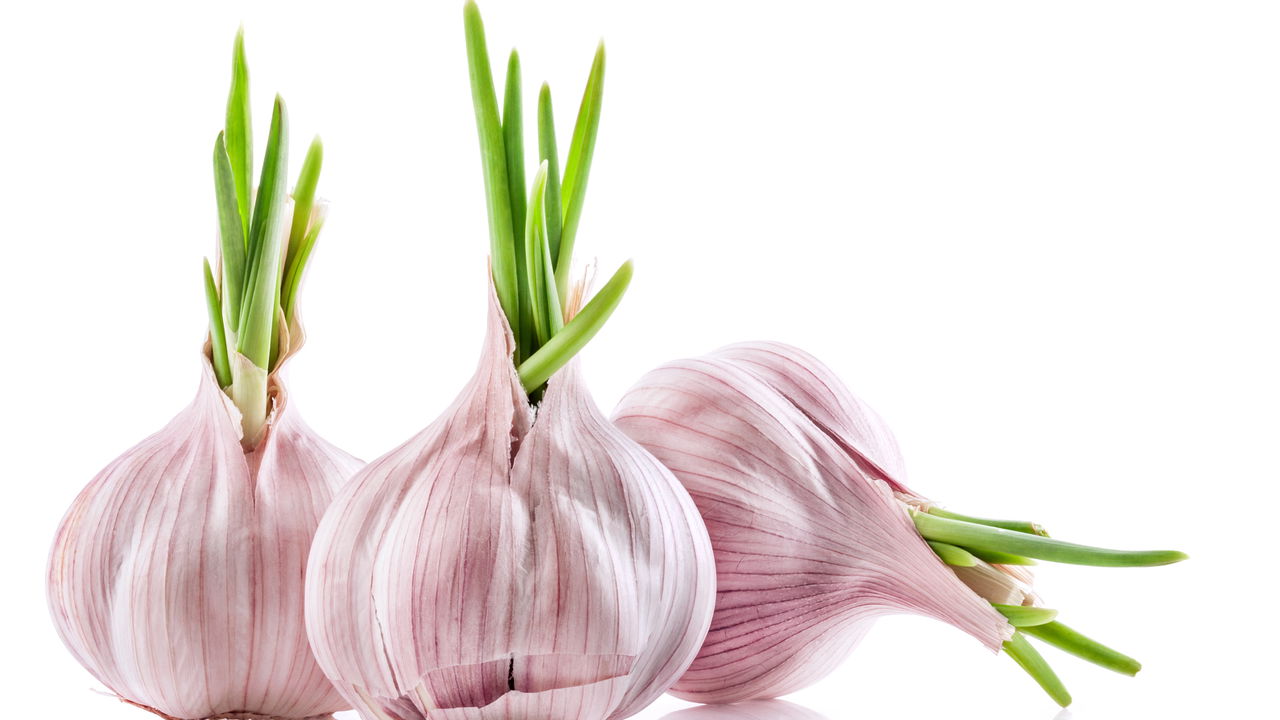 Dicas Práticas para Plantar Alho em Casa e Garantir uma Colheita Perfeita