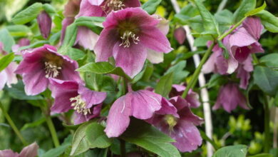 Helleborus - Créditos: depositphotos.com / oceane2508