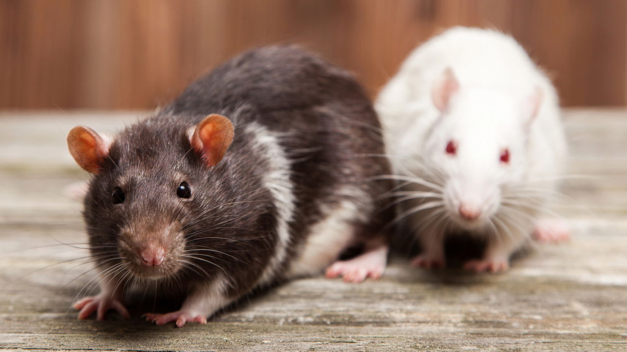 Folhas que os "ratos" não gostam! Dicas para repelir ratos com aromas naturais sem matar os animais