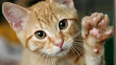 Não é um presente: o que significa quando seu gato traz animais para sua cama
