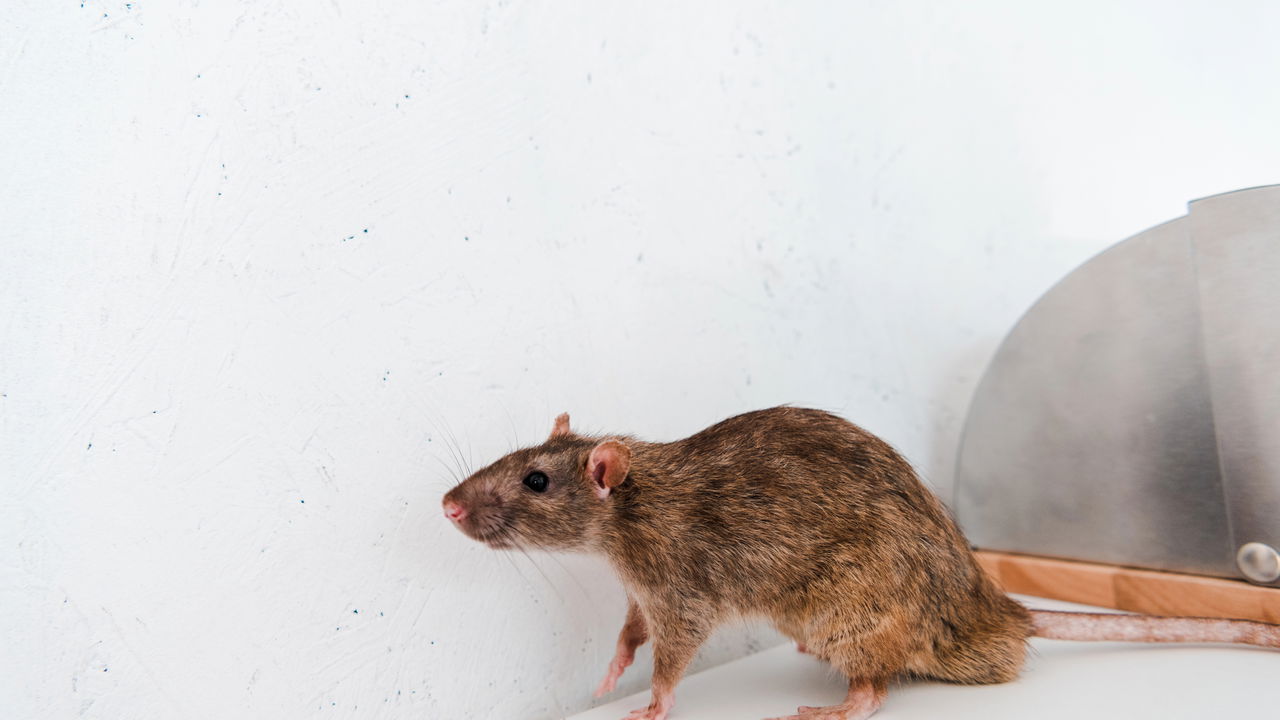 6 utensílios de casa que atraem ratos e camundongos sem você perceber