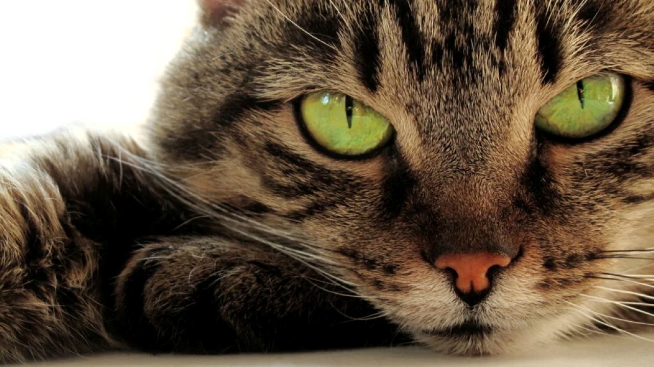 Não é um presente: o que significa quando seu gato traz animais para sua cama